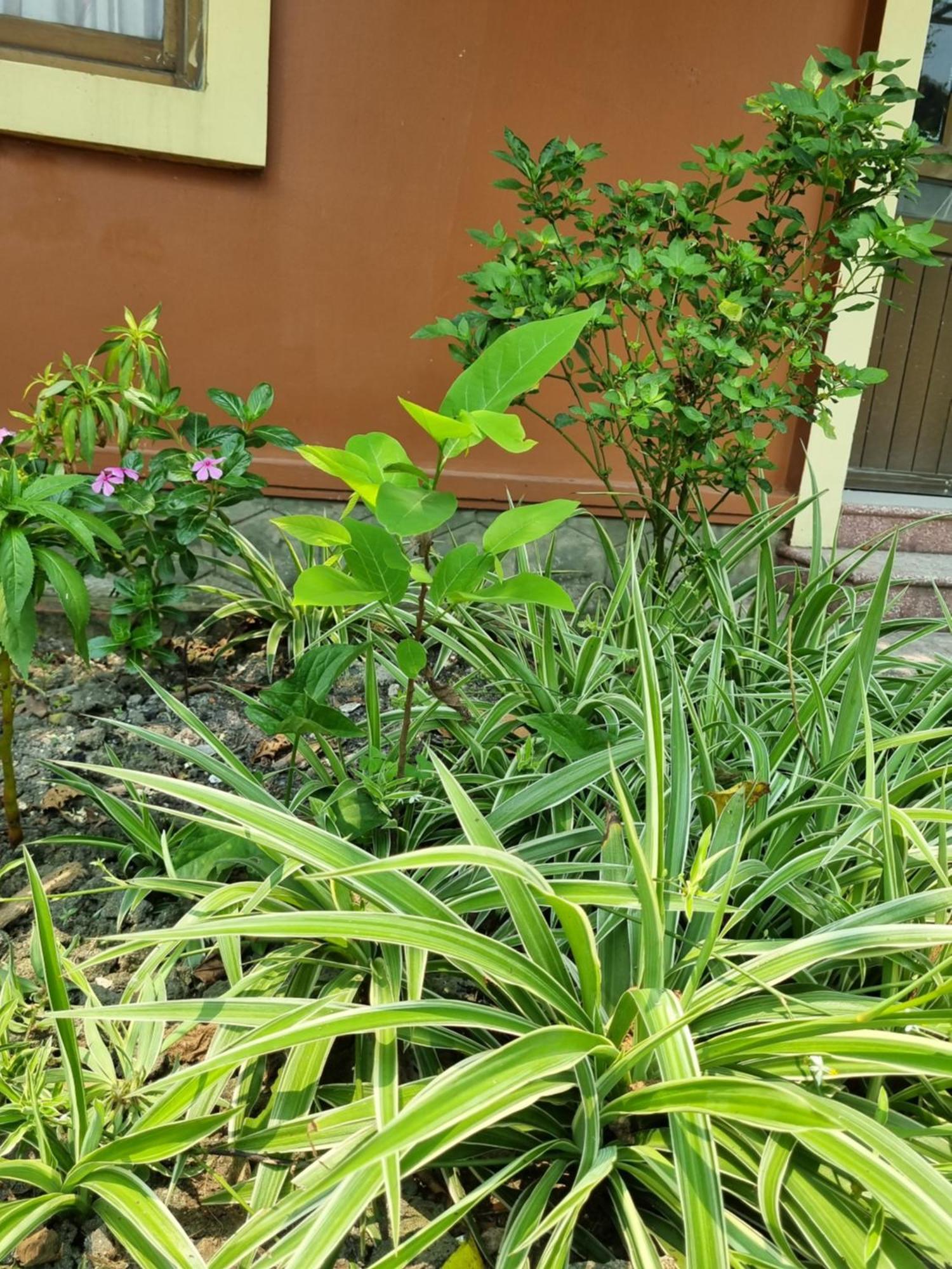 Khach San Vien Dong Hotel Cửa Lò Eksteriør billede